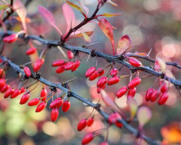 Make your garden the ultimate bird hotspot with these 10 berried plants