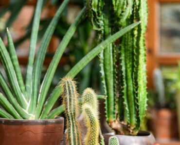 New Year, new you: our top gardening resolutions for 2026