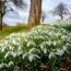 Stillness season: why winter gardening might be the most powerful mood booster of all