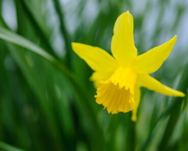 Ditch the roses and try these stunning alternatives for Valentine’s Day