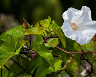 Stop bindweed in its tracks: why you need to act now