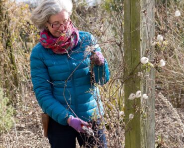 Stop killing your clematis: The winter pruning rule most gardeners get wrong