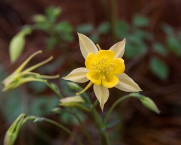 20 beautiful plants slugs and snails won’t touch