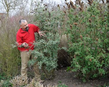 Cut your buddleia back now, or it could turn to a twiggy mess