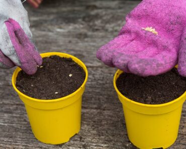 Don’t miss your last chance to sow chillies, aubergines and sweet peppers