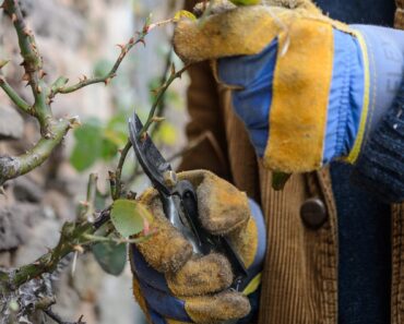 Don’t miss your rose pruning window