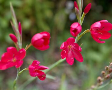 Five plants that thrive in waterlogged soil