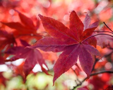 From Japanese maples to hardy palms: small trees for every space