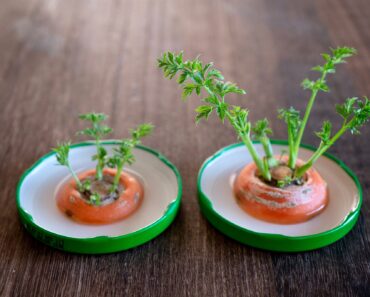 Supermarket hacks: five supermarket staples you can regrow for free