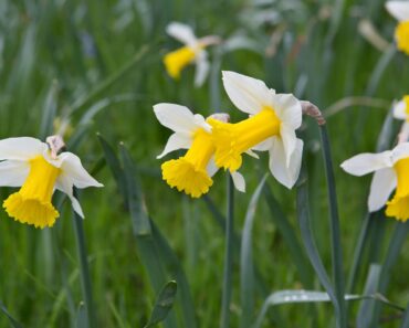 The secret to better daffodil displays, according to an expert