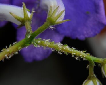 These pests multiply fast – are your house plants at risk?