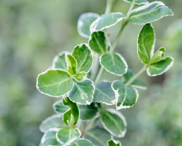 22 plants for pots and containers