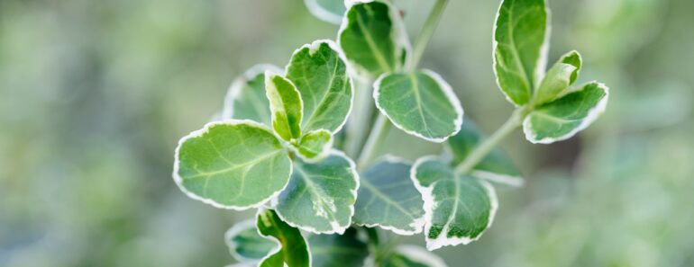 22 plants for pots and containers