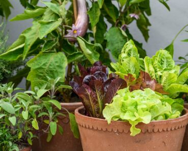 5 plants that won’t just DIE in a pot