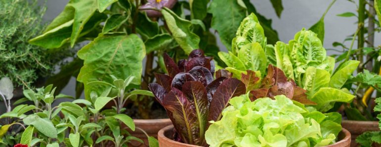 5 plants that won’t just DIE in a pot