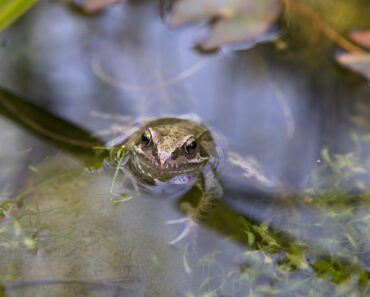 Are slugs eating your seedlings? Here’s what to do