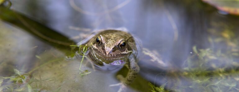 Are slugs eating your seedlings? Here’s what to do
