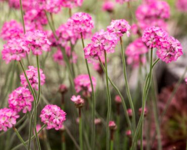Attract pollinators this month with these eight colourful flowers