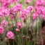 Attract pollinators this month with these eight colourful flowers
