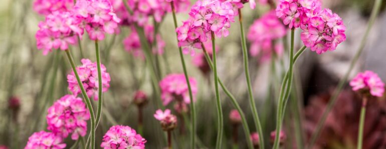 Attract pollinators this month with these eight colourful flowers