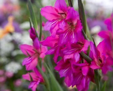 Bulbs to plant now for a glorious summer display