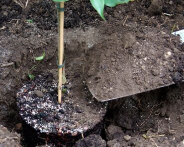 Garden jobs to get done over the Easter weekend