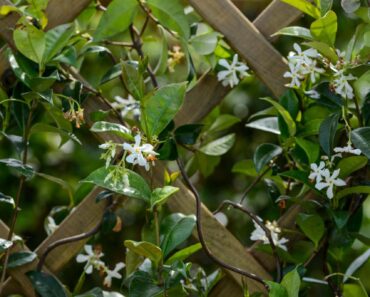 Hideous fence? Try one of these 5 brilliant fast-growing climbers to hide them perfectly