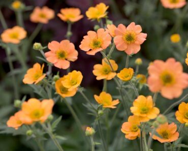How to grow geums