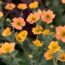 How to grow geums