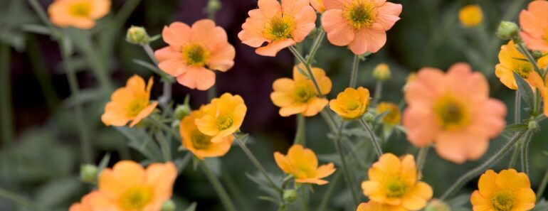 How to grow geums