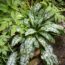 How to grow lungwort