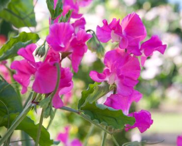 How to grow sweet peas
