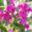 How to grow sweet peas