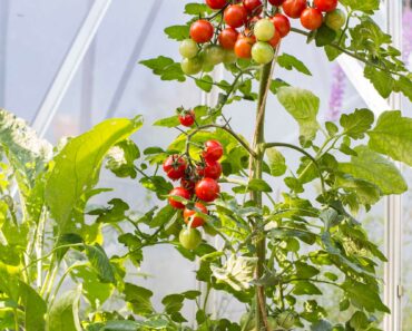 My easy tips for growing the best tomatoes, with expert Holly Farrell
