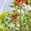 My easy tips for growing the best tomatoes, with expert Holly Farrell