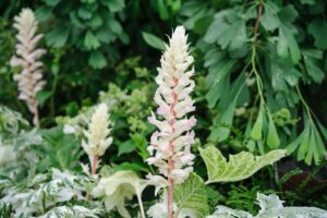 ‘Nightmare’ shady spot of plant death? These 23 varieties will thrive