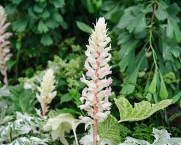 ‘Nightmare’ shady spot of plant death? These 23 varieties will thrive