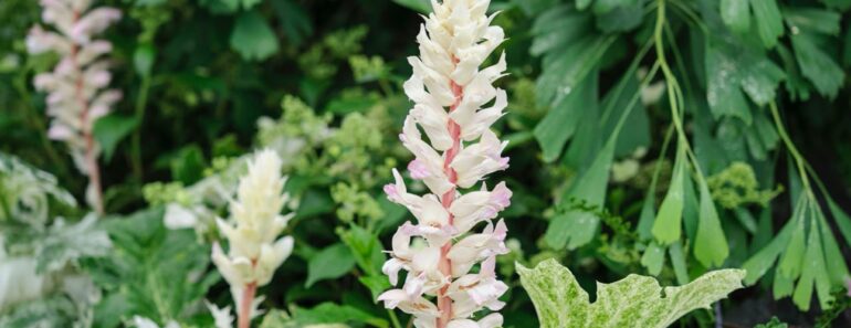 ‘Nightmare’ shady spot of plant death? These 23 varieties will thrive