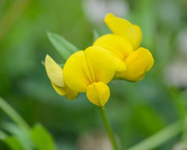 No Mow May: the seven wildflowers that could appear in your lawn this month