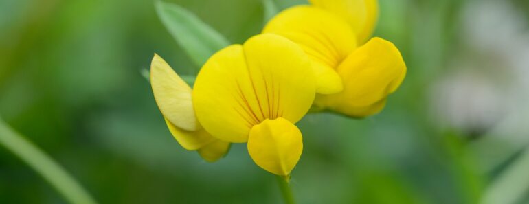No Mow May: the seven wildflowers that could appear in your lawn this month