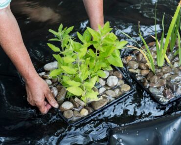 Pond green and murky? Here’s how to fix it