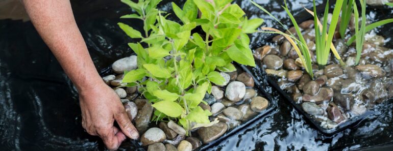 Pond green and murky? Here’s how to fix it