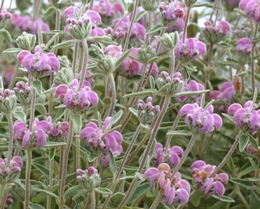 RUBBISH gardener? Try one of my 5 toughest, easiest-to-grow plants for complete gardening noobs