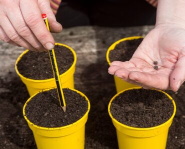 Sow sweet peas now before it’s too late