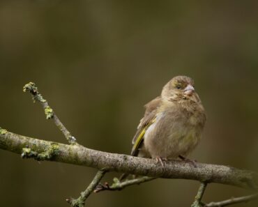 Stop feeding birds this summer? RSPB’s new advice for garden birds explained