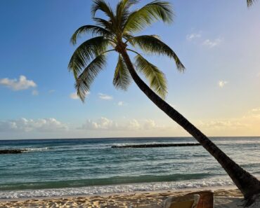 Sun, sea and spectacular gardens: Why Barbados is a must-visit for plant lovers