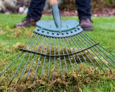 Top spring lawn care tips: five easy ways to achieve a lovely summer lawn