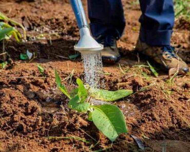 10 Water-Saving Tips for Your Garden