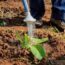 10 Water-Saving Tips for Your Garden
