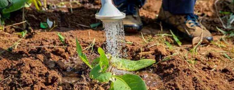 10 Water-Saving Tips for Your Garden